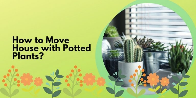 How to Move House with Potted Plants - CBD Movers Adelaide